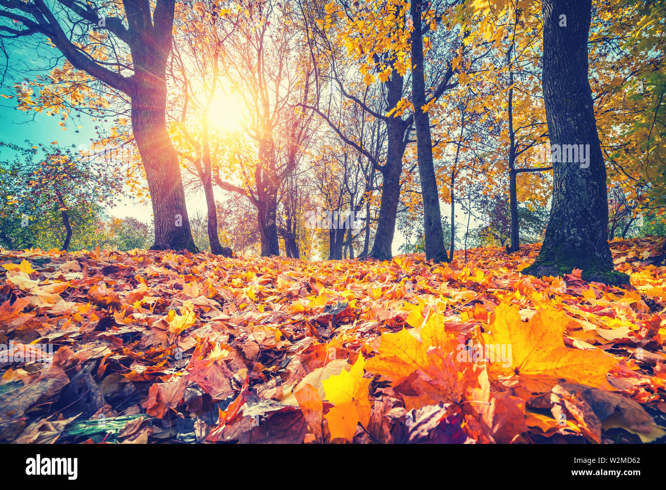 Il fogliame brillante in autunno park Foto Stock Il fogliame brillante in autunno park Foto Stock