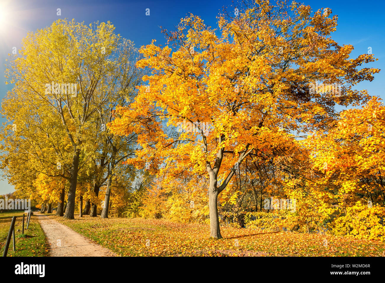 Sunny Autunno nel parco Foto Stock Sunny Autunno nel parco Foto Stock