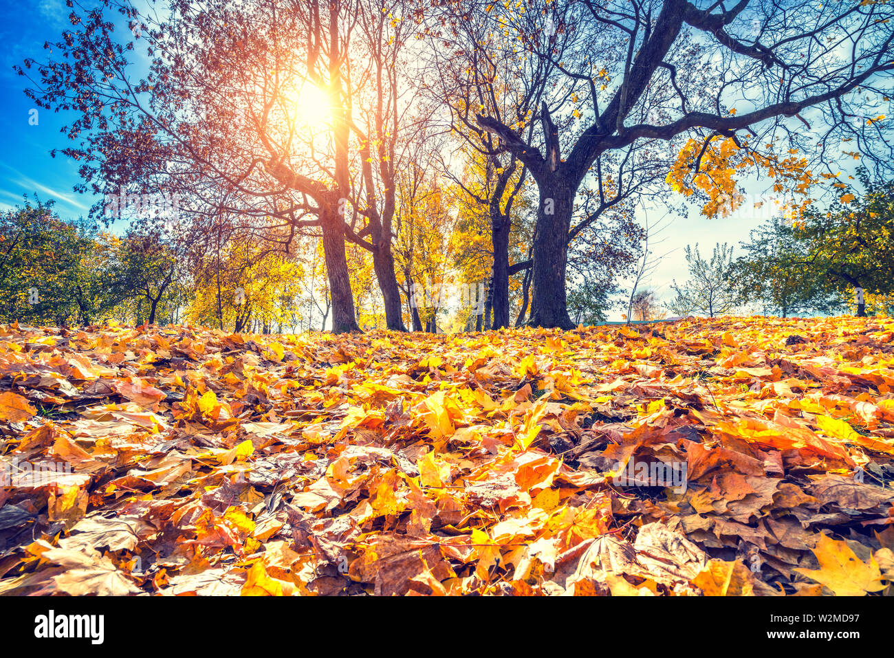 Il fogliame brillante in autunno park Foto Stock Il fogliame brillante in autunno park Foto Stock