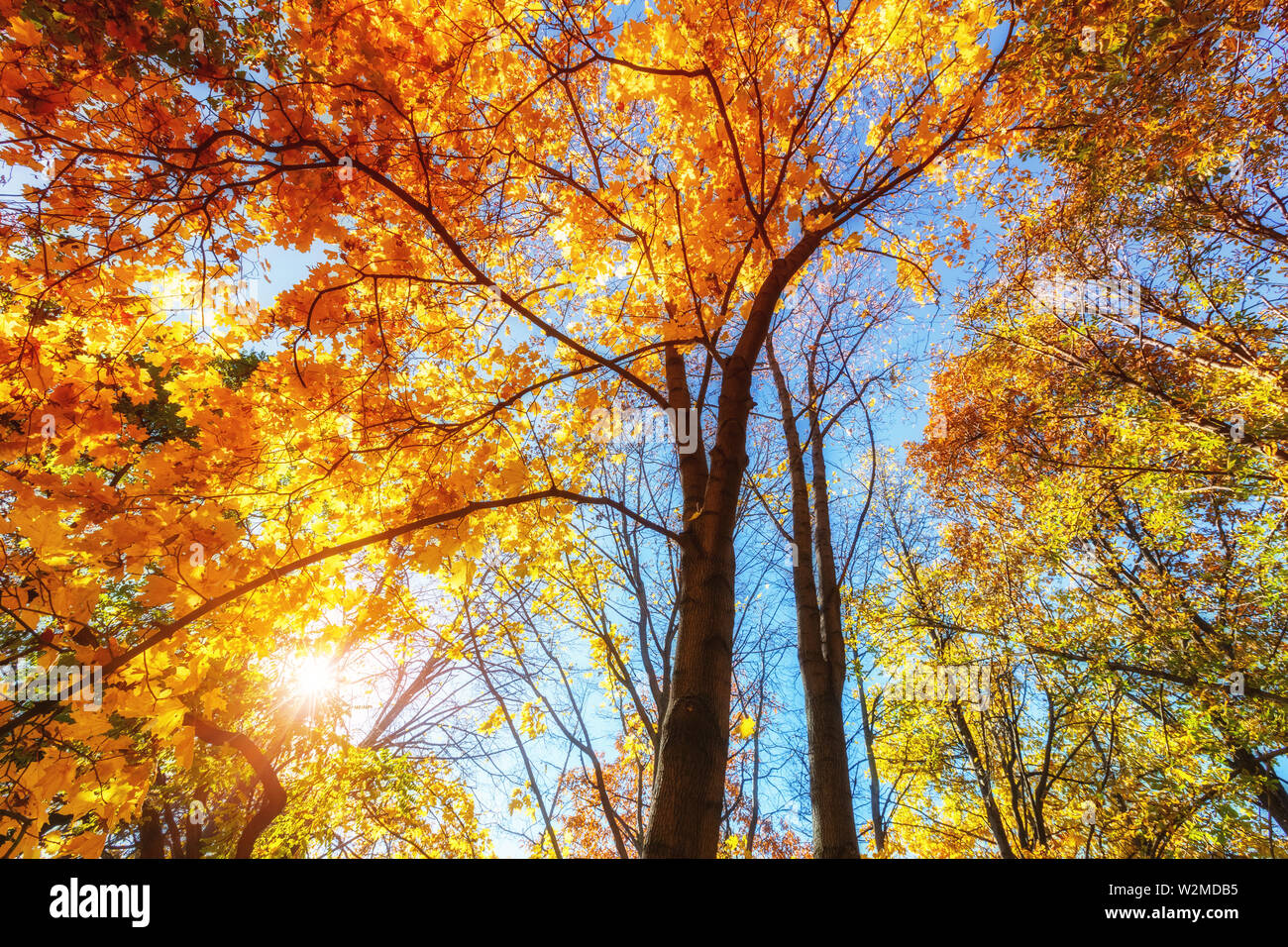 Sunny autunno aceri oltre il cielo blu Foto Stock Sunny autunno aceri oltre il cielo blu Foto Stock