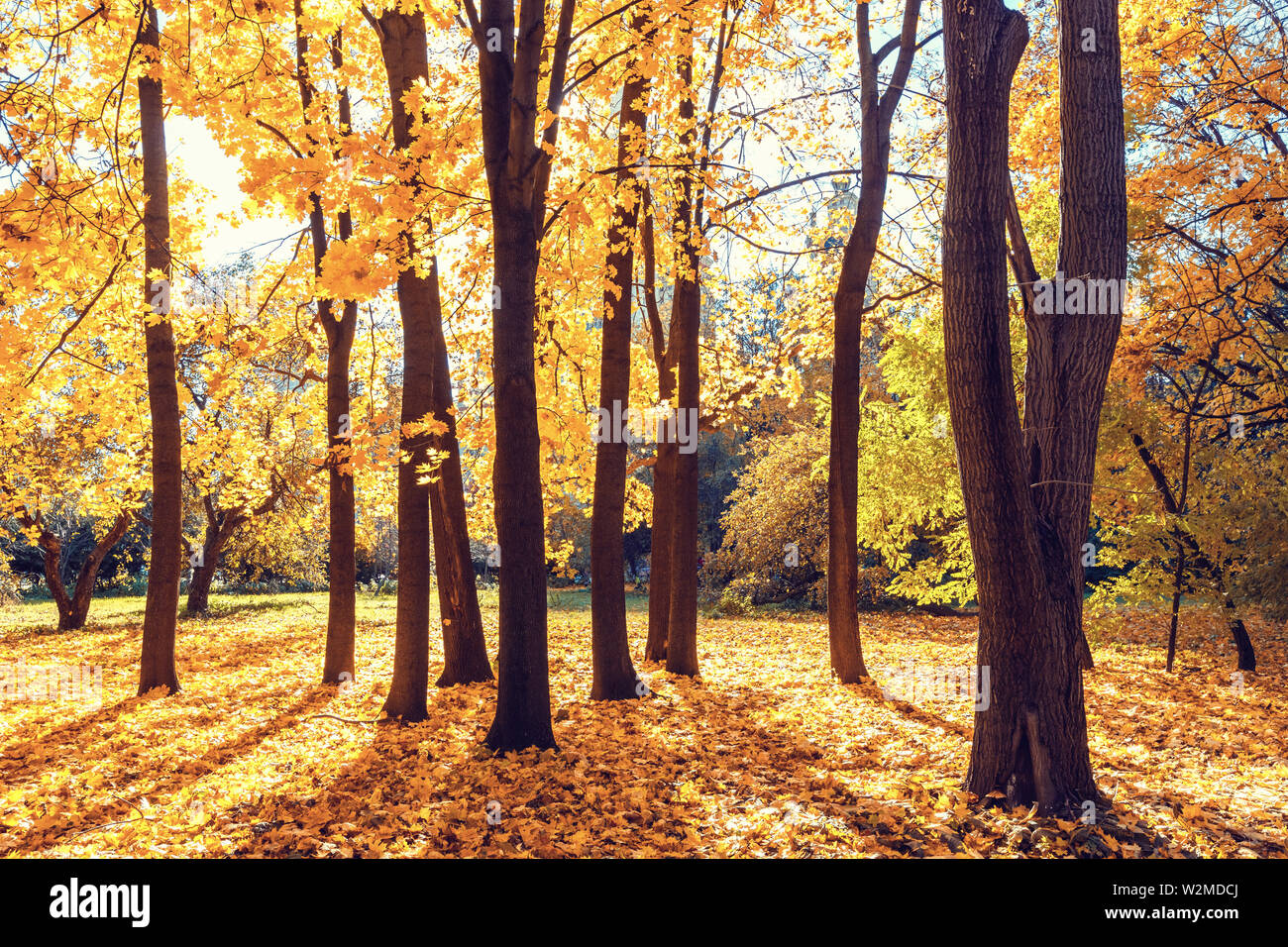 Sunny Autunno nel parco Foto Stock Sunny Autunno nel parco Foto Stock