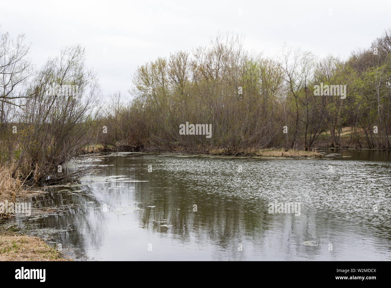 Riso Lago palustre, Minnesota Foto Stock