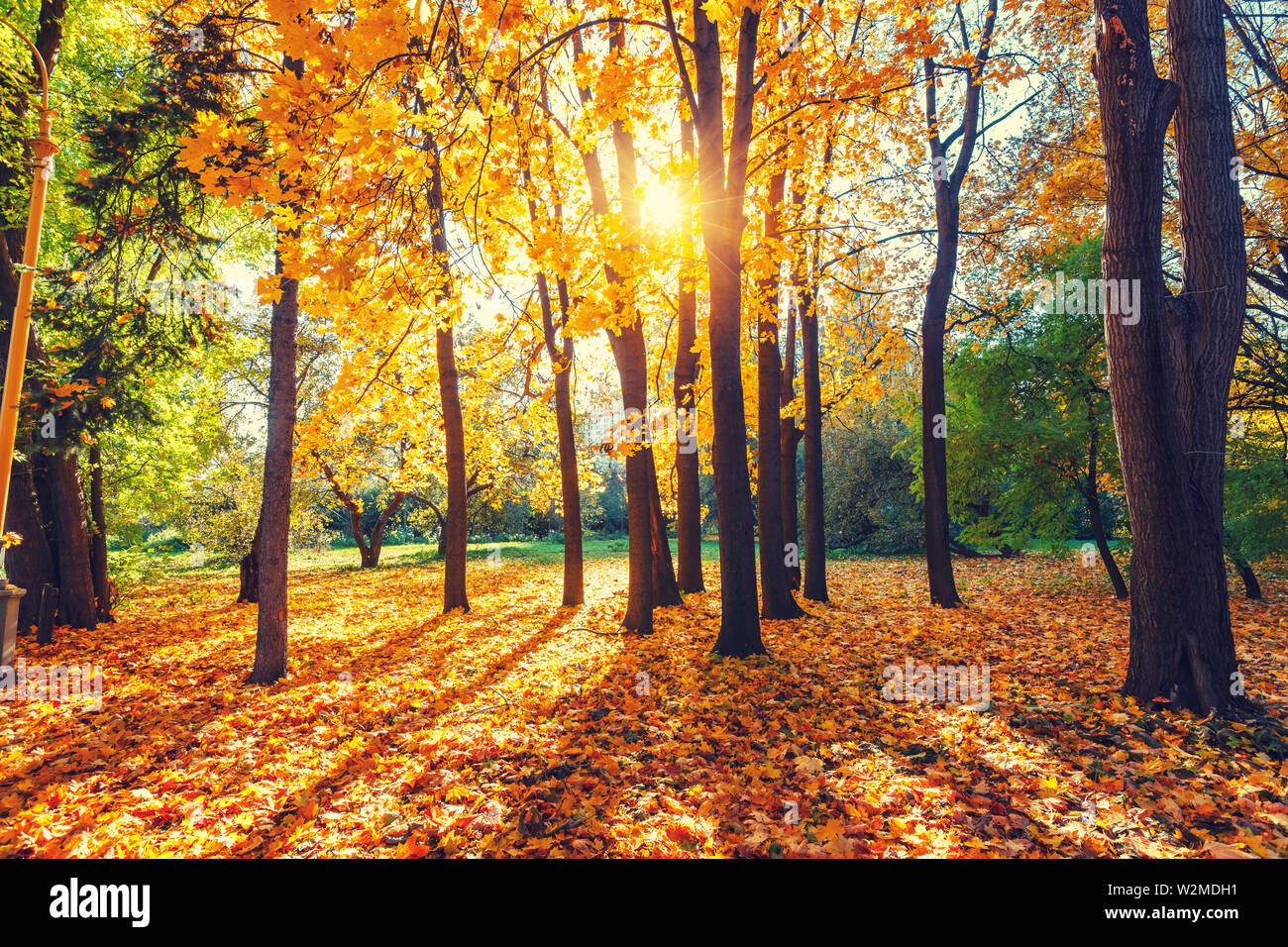 Sunny Autunno nel parco Foto Stock Sunny Autunno nel parco Foto Stock