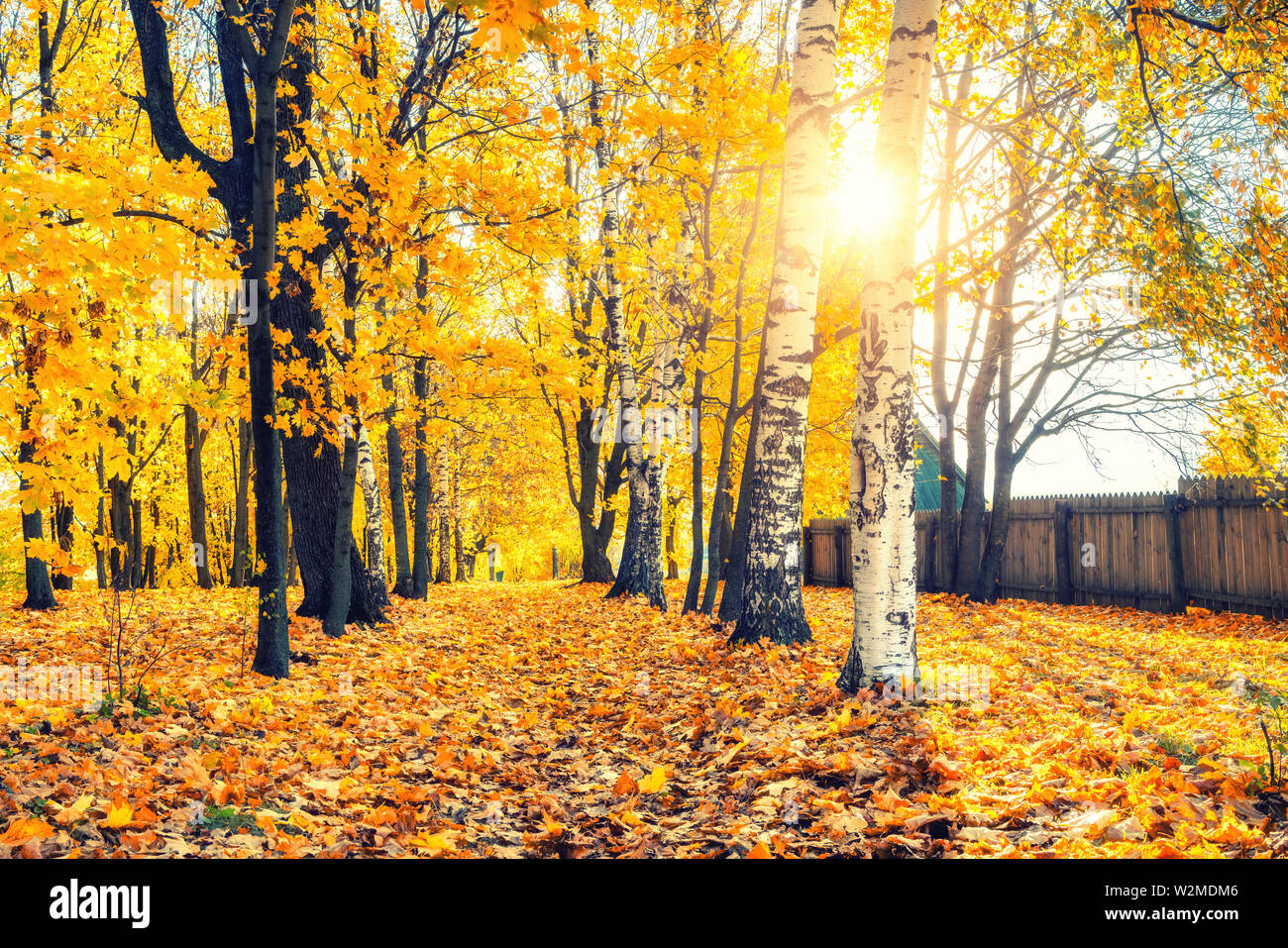 Sunny Autunno nel parco Foto Stock Sunny Autunno nel parco Foto Stock