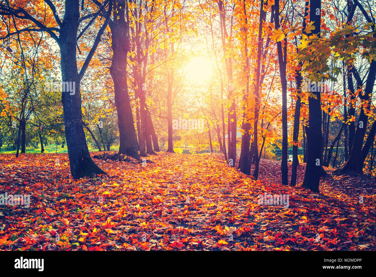 Sunny Autunno nel parco Foto Stock Sunny Autunno nel parco Foto Stock