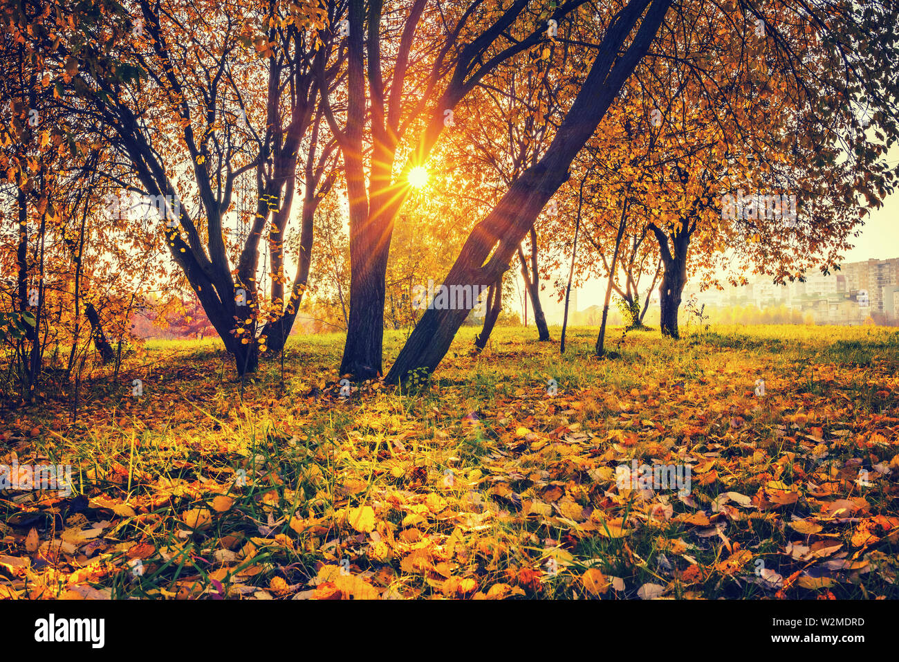 Alberi luminosi nella soleggiata autunno park Foto Stock Alberi luminosi nella soleggiata autunno park Foto Stock