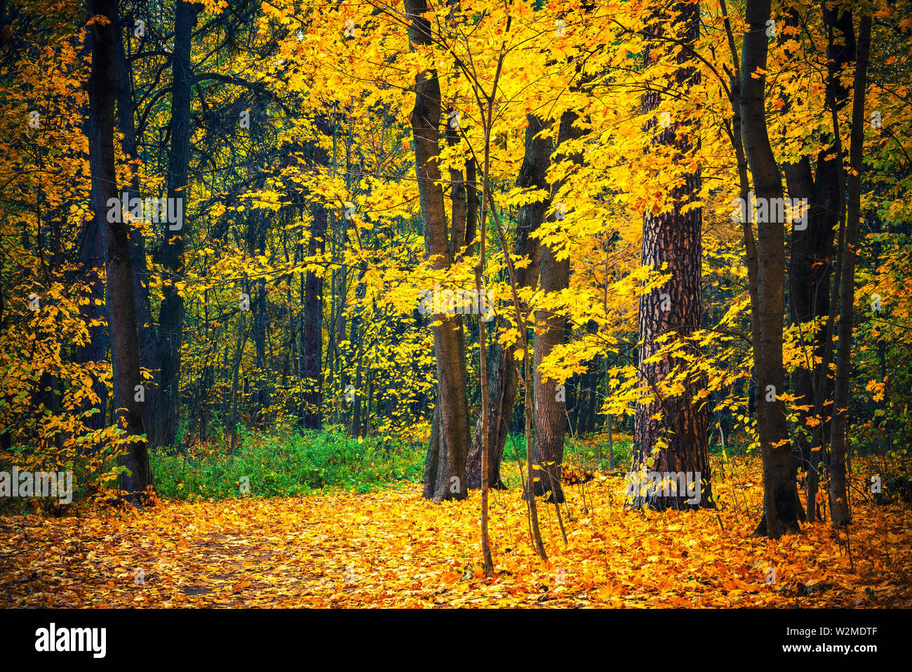 Sentiero nella foresta di autunno Foto Stock