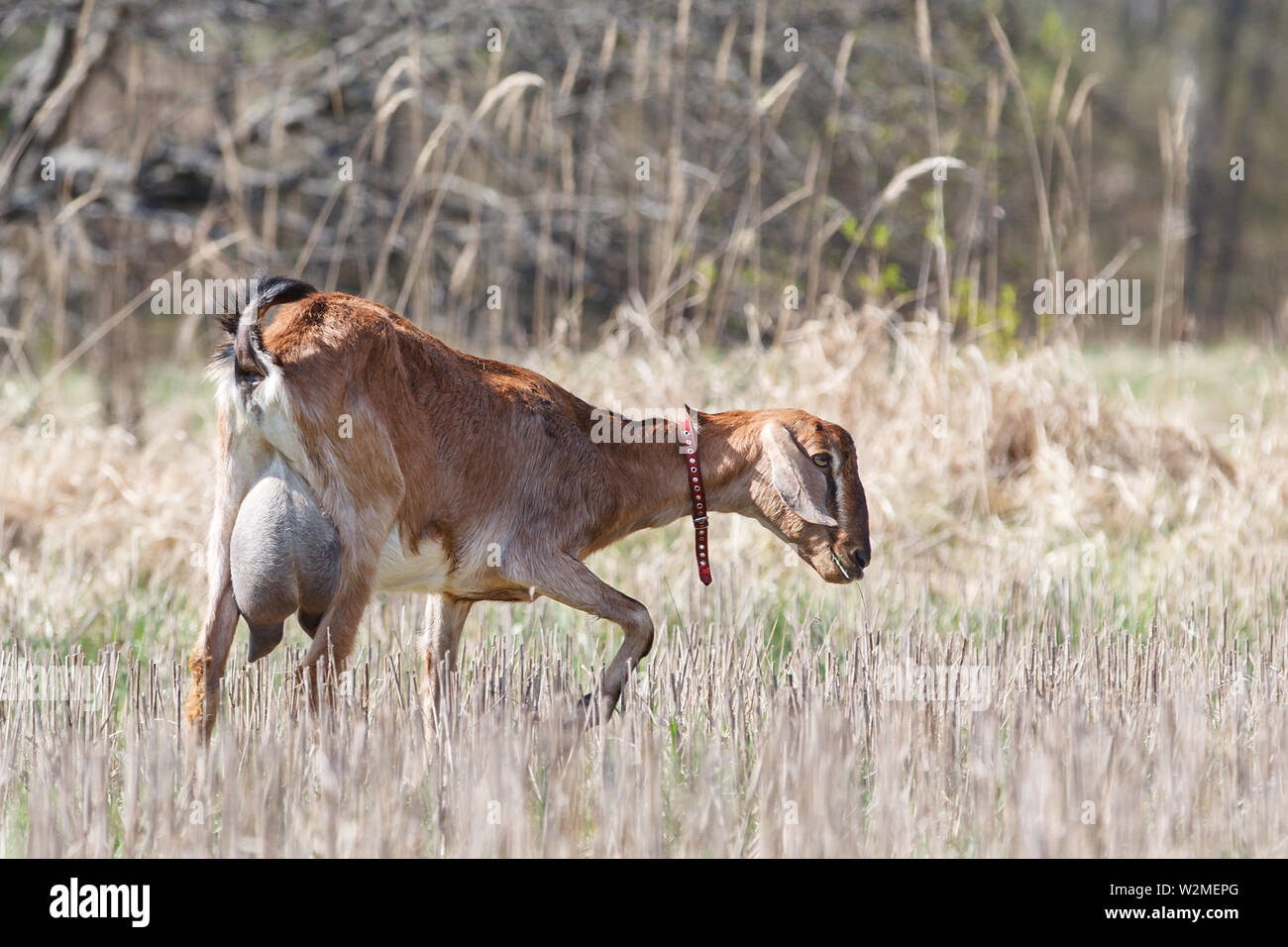 Anglo nubian capra con grande mammella nel bellissimo prato piegati Foto Stock