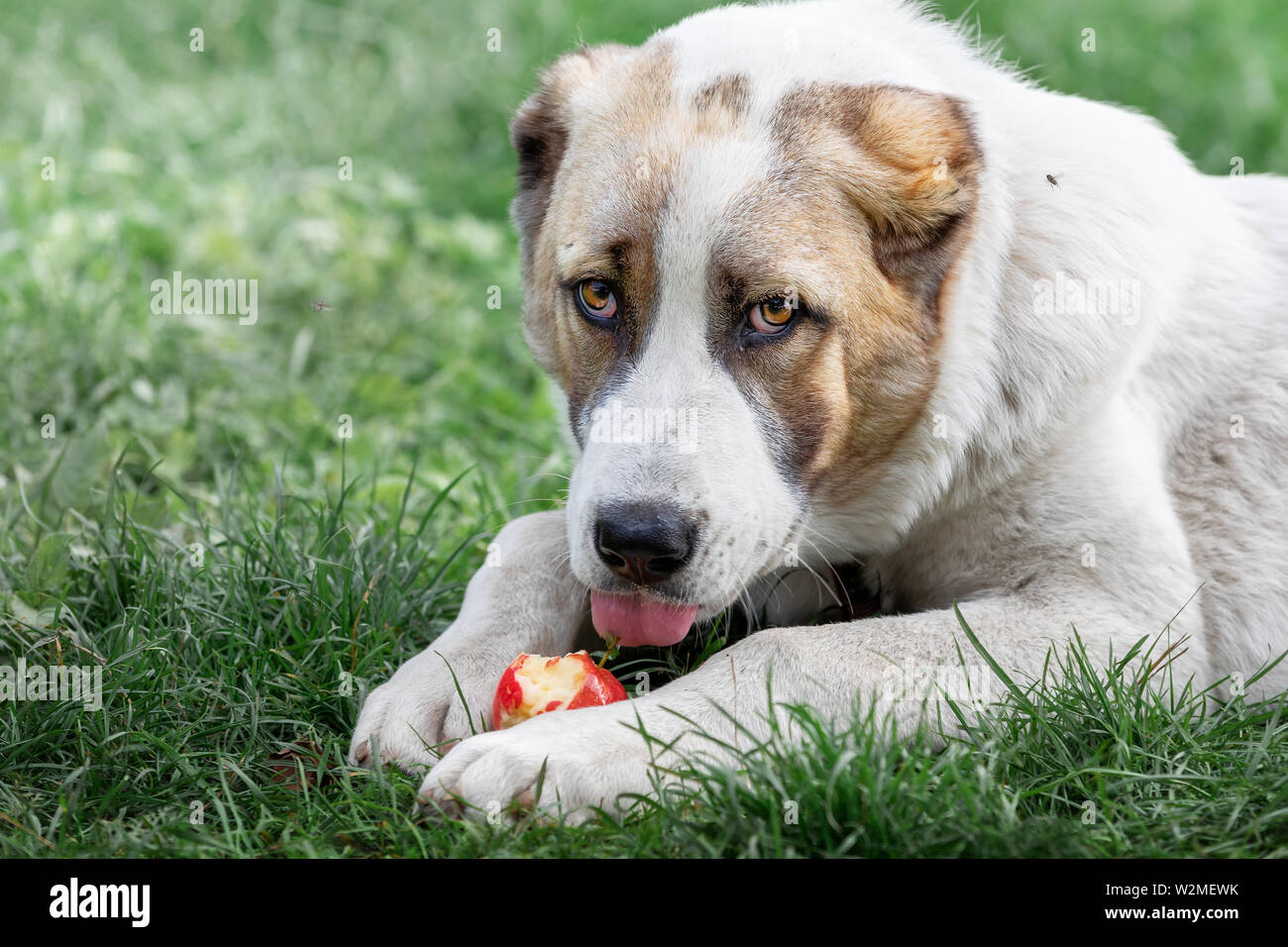 I giovani dell Asia centrale il cane pastore posa sull'erba verde e mangia la mela rossa Foto Stock