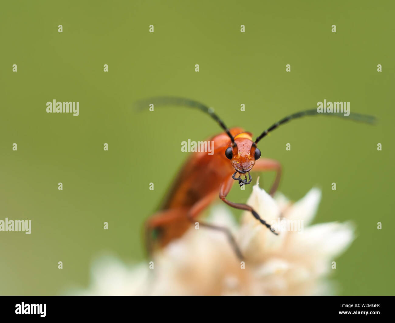Comune soldato rosso beetle (Rhagonycha fulva) Foto Stock
