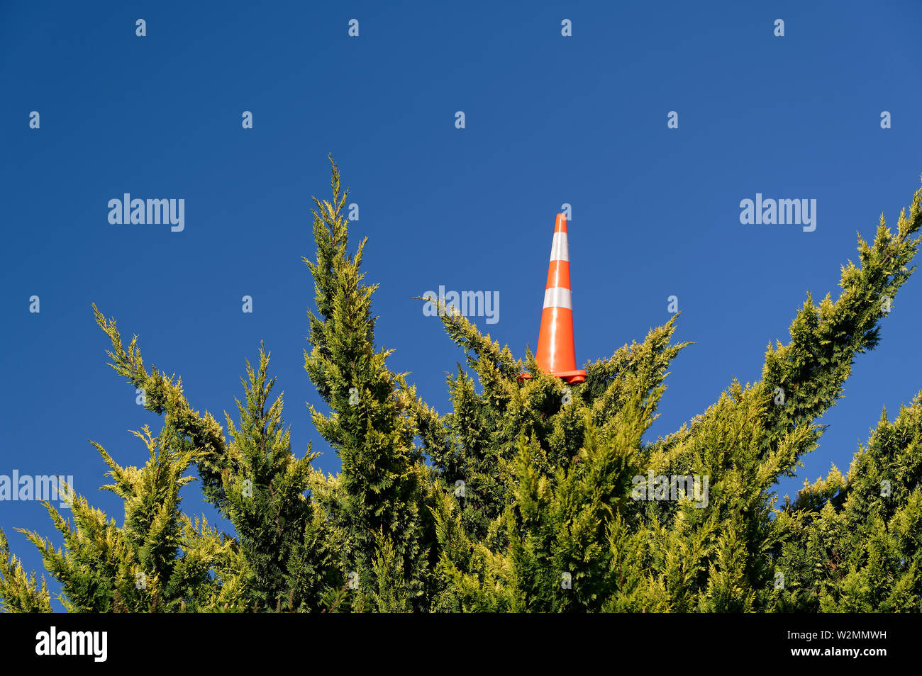 Un arancione e bianco cono di traffico, su un albero, contro un cielo blu Foto Stock