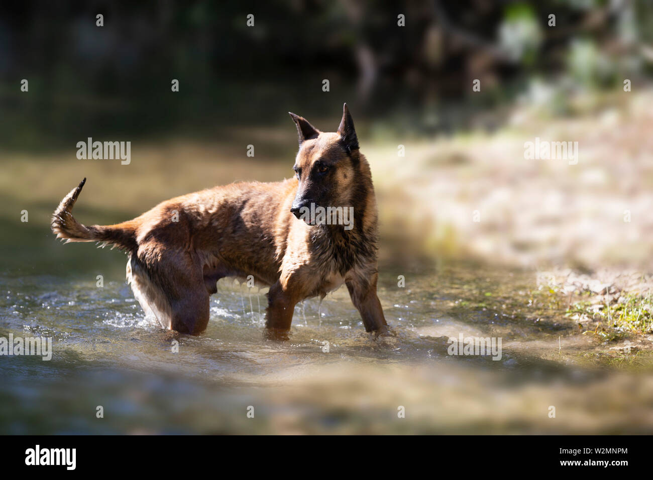 Pastore belga malinois giocando e saltando in un fiume Foto Stock