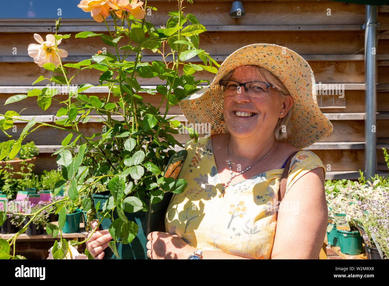 Donna di mezza età in possesso di una pianta di rose in un giardino Centre Regno Unito Foto Stock