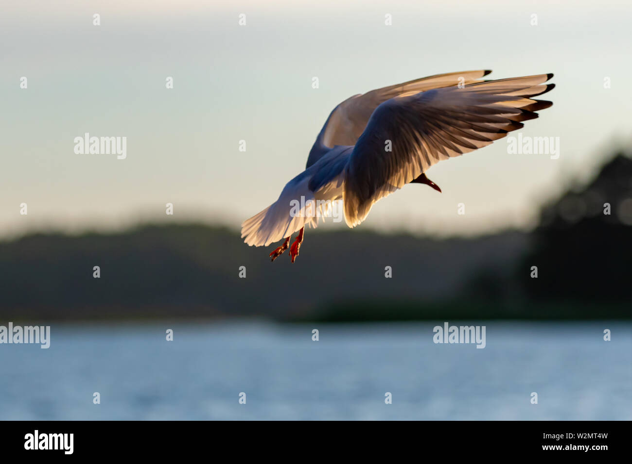 Nero gabbiano con testa in uscita per un atterraggio nell'arcipelago finlandese . Foto Stock