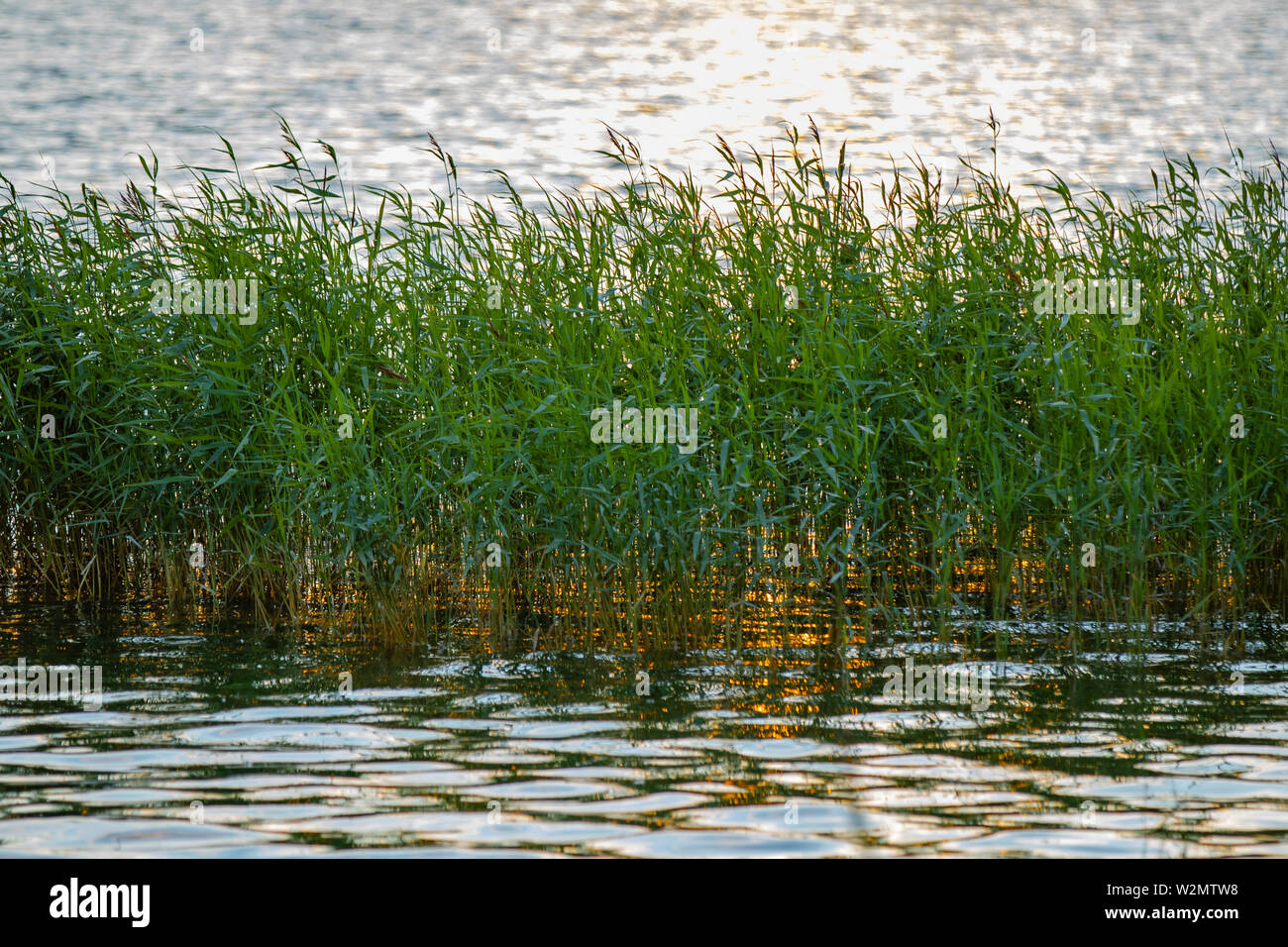 Bella e verde canne lungo le coste dell'Arcipelago di Finlandia durante l'estate. Foto Stock