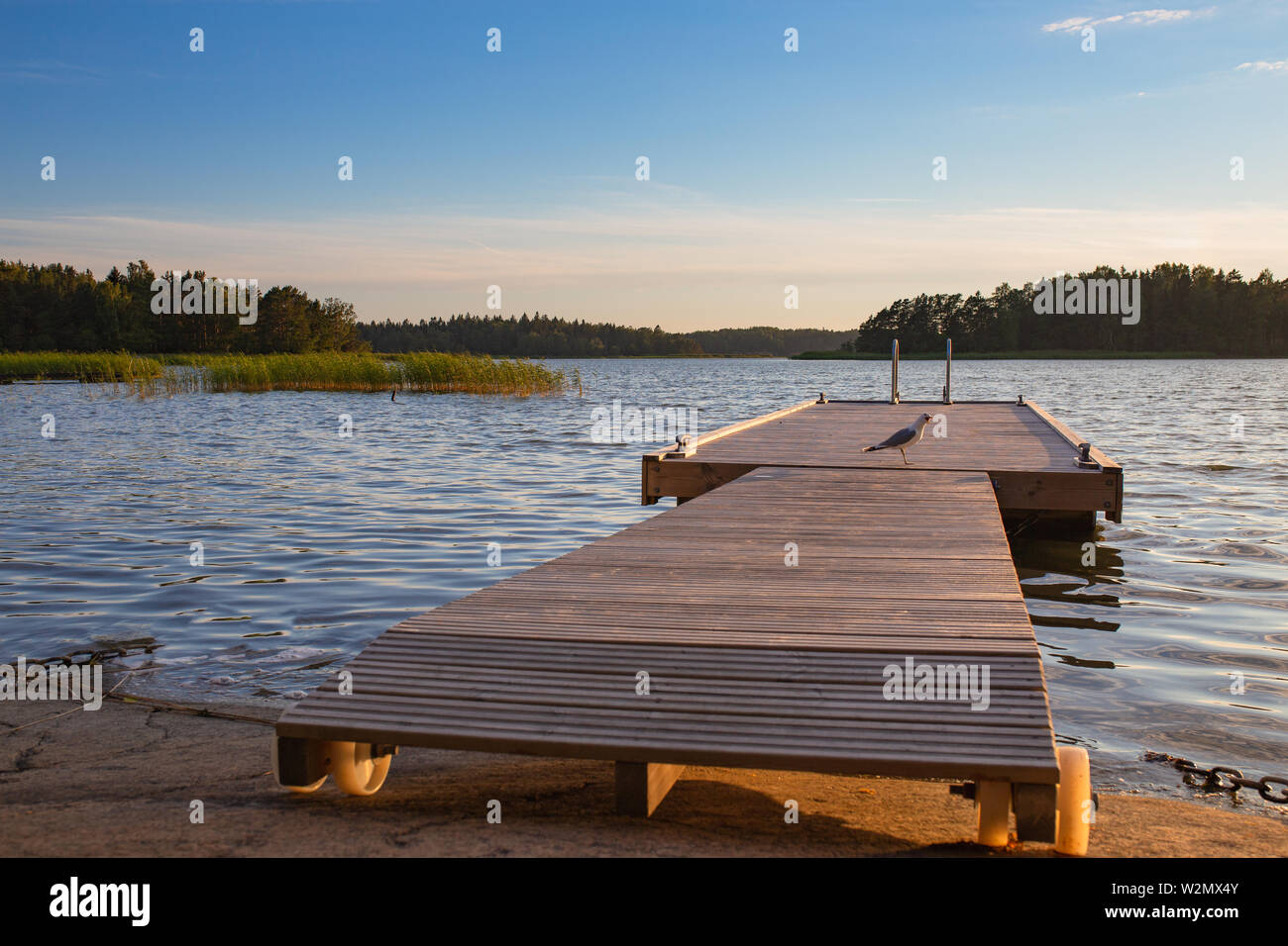 Un gabbiano squawks su un dock nell arcipelago della Finlandia durante l'estate. Foto Stock