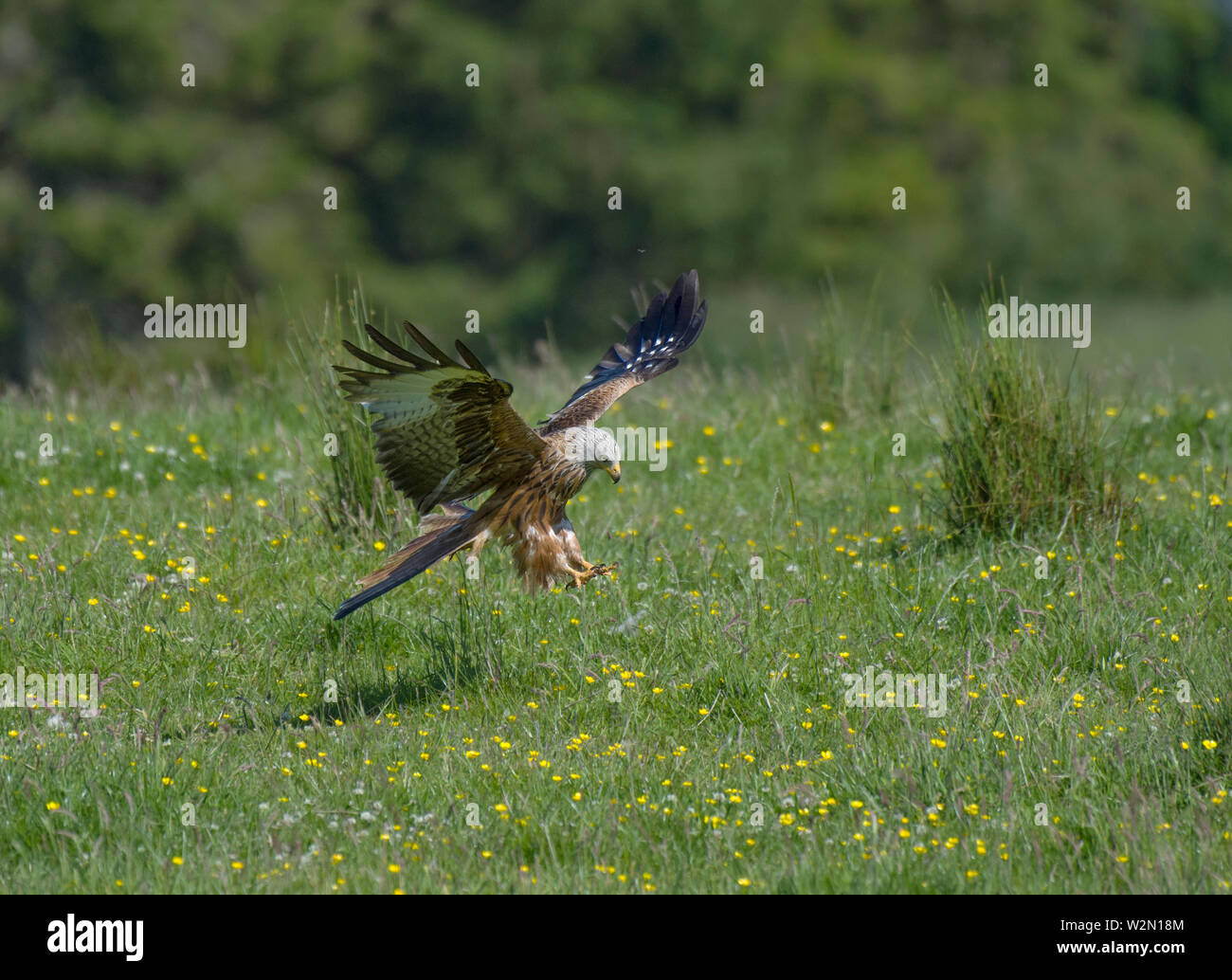 Aquilone rosso; Milvus milvus; in volo; su campo, Argaty, Scotland, Regno Unito Foto Stock