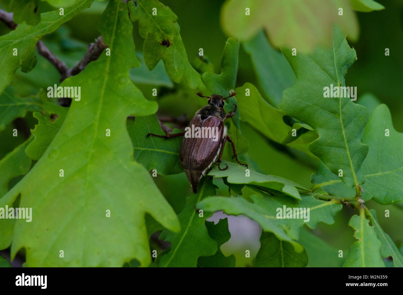 Può bug su uno sfondo di colore verde di foglie di quercia Foto Stock