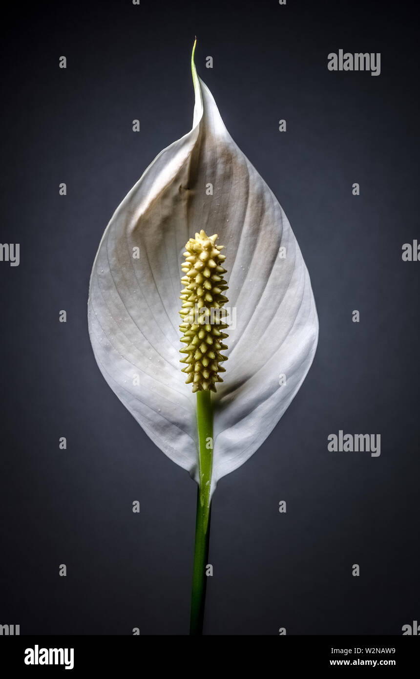 Spathiphylllum, fiore giapponese del giglio della Pace su sfondo grigio scuro Foto Stock