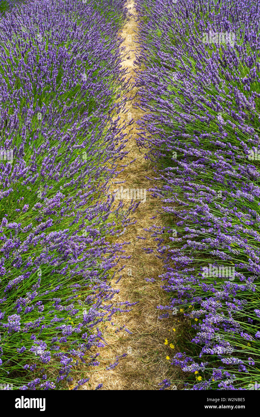Rotolo di fioritura di cespugli di lavanda in una fattoria visto sulla giornata di sole - 4 Foto Stock