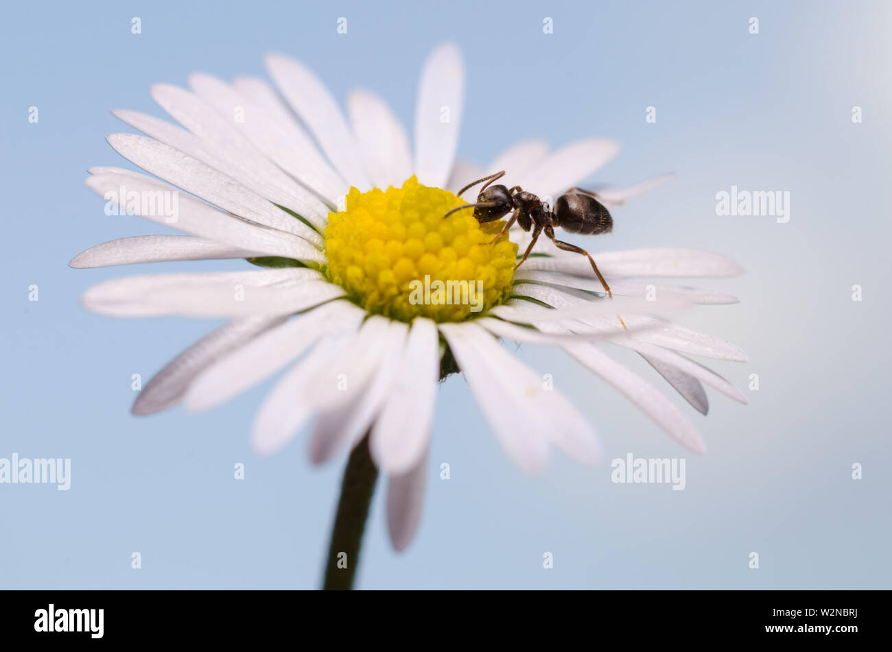 Formica rufa, macro di una formica su un fiore Foto Stock