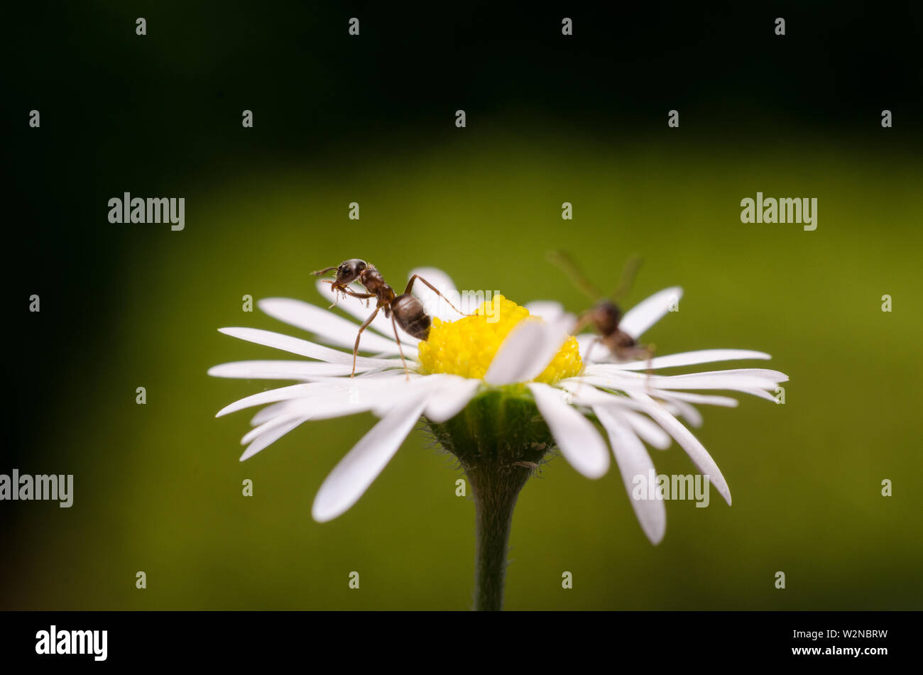 Formica rufa, macro di due formiche su un fiore Foto Stock