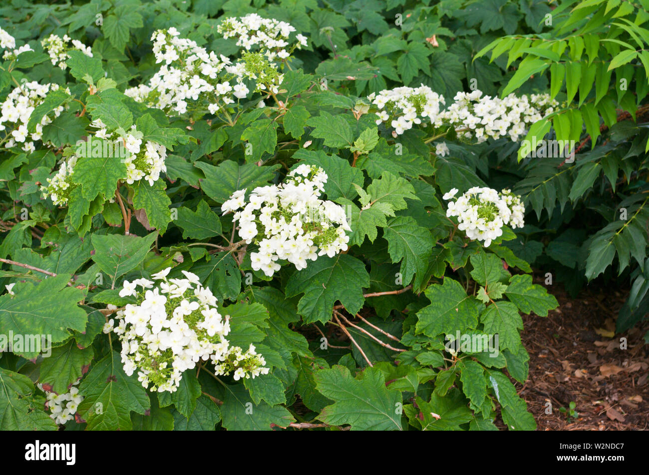 White Hydrangea quercifolla Brido fiocco di neve Foto Stock