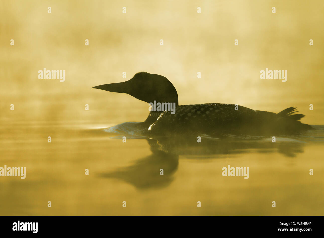 Loon comune (Gavia immer) silhouette nuota nelle nebbie della golden acqua colorata sul lago di Wilson, Que, Canada Foto Stock