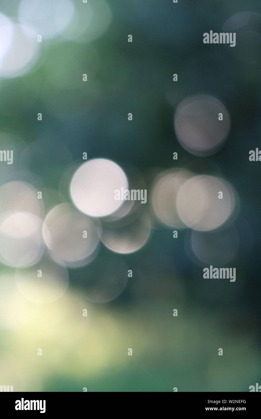 La luce che passa attraverso le foglie creando un effetto bokeh di fondo. Foto Stock