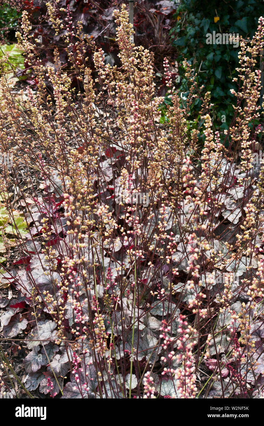 Heuchera glassa di zucchero Foto Stock