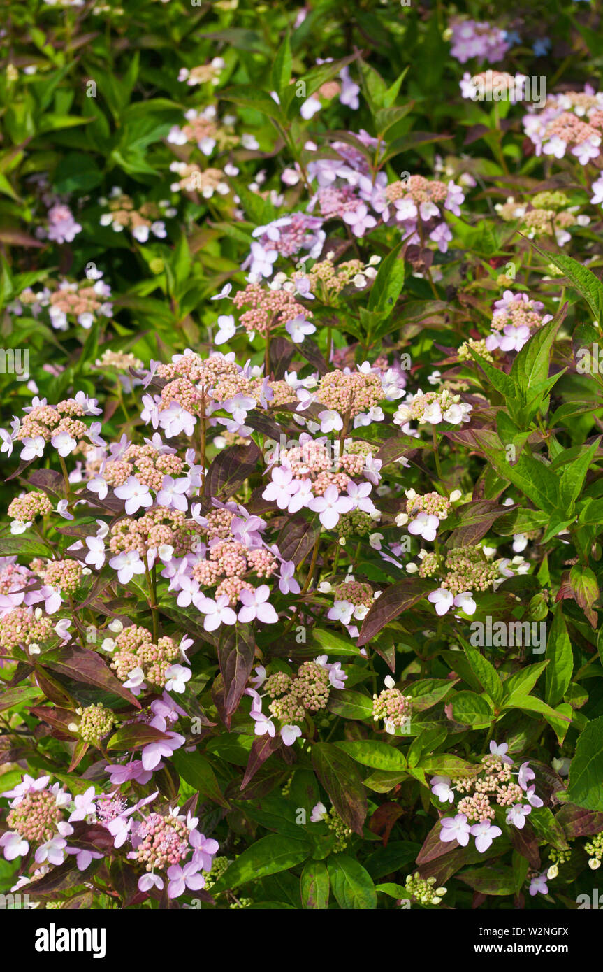 Hydrangea Serrata Tiara Foto Stock