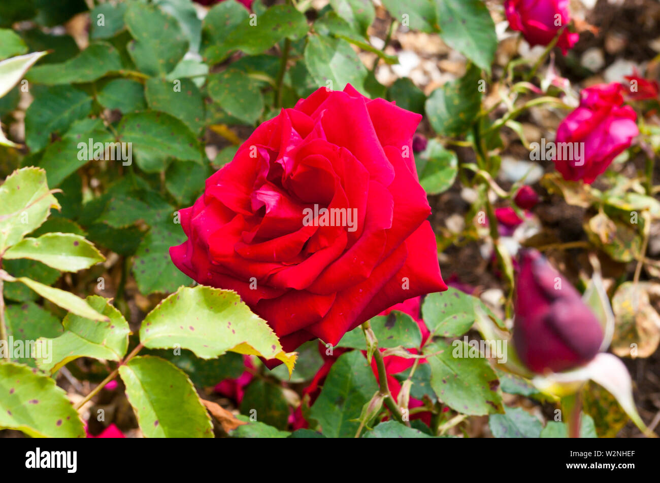 Red Rose Rosa Royal William Korzaun Foto Stock