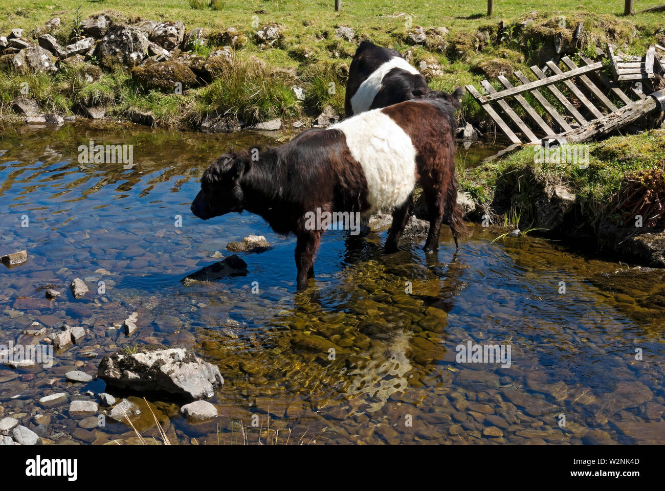 Giovani mucche di mucca di bovini Belted Galloway in Watendlath Beck in estate Lake District National Park Cumbria Inghilterra Regno Unito GB Gran Bretagna Foto Stock