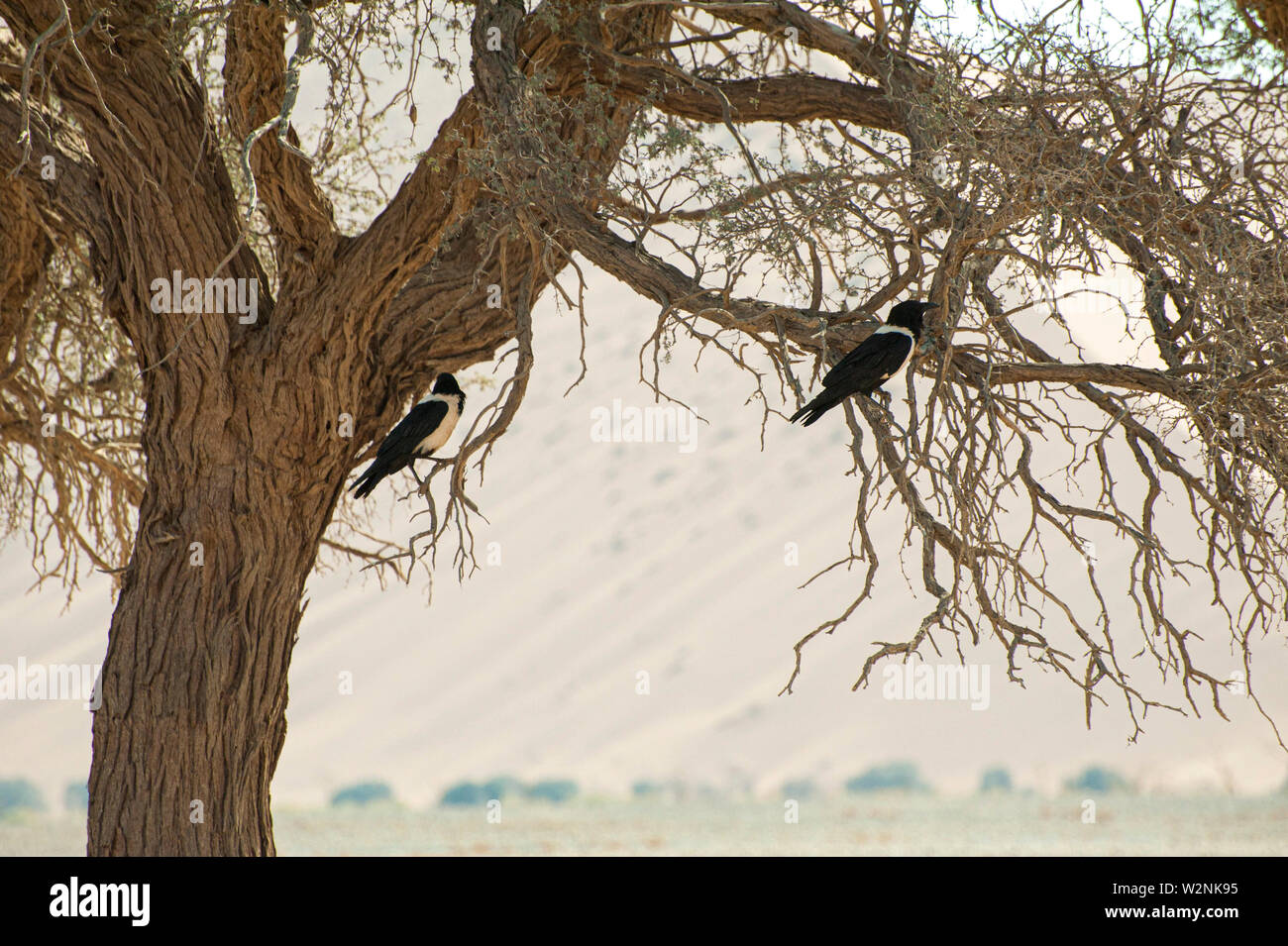 Pied crow (Corvus albus). I corvi sono onnivori uccelli. Questo crow si trova in aperta campagna con alberi sparsi, dove si nutre di insetti, di uova e di giovani Foto Stock