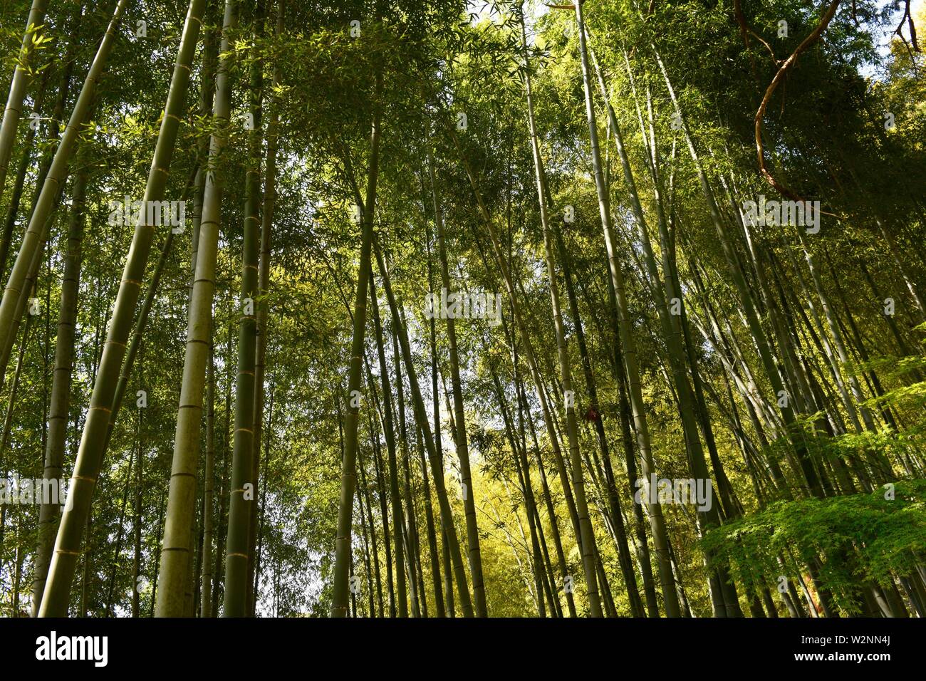 Bamboo pavilion immagini e fotografie stock ad alta risoluzione - Alamy