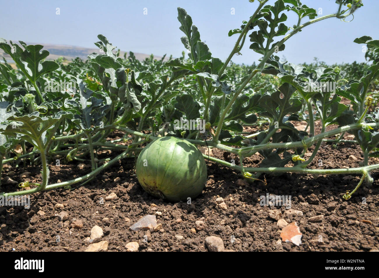 Anguria (Citrullus lanatus) pianta coltivata con la coltivazione di frutta in campo. Fotografato in Israele nel giugno Foto Stock