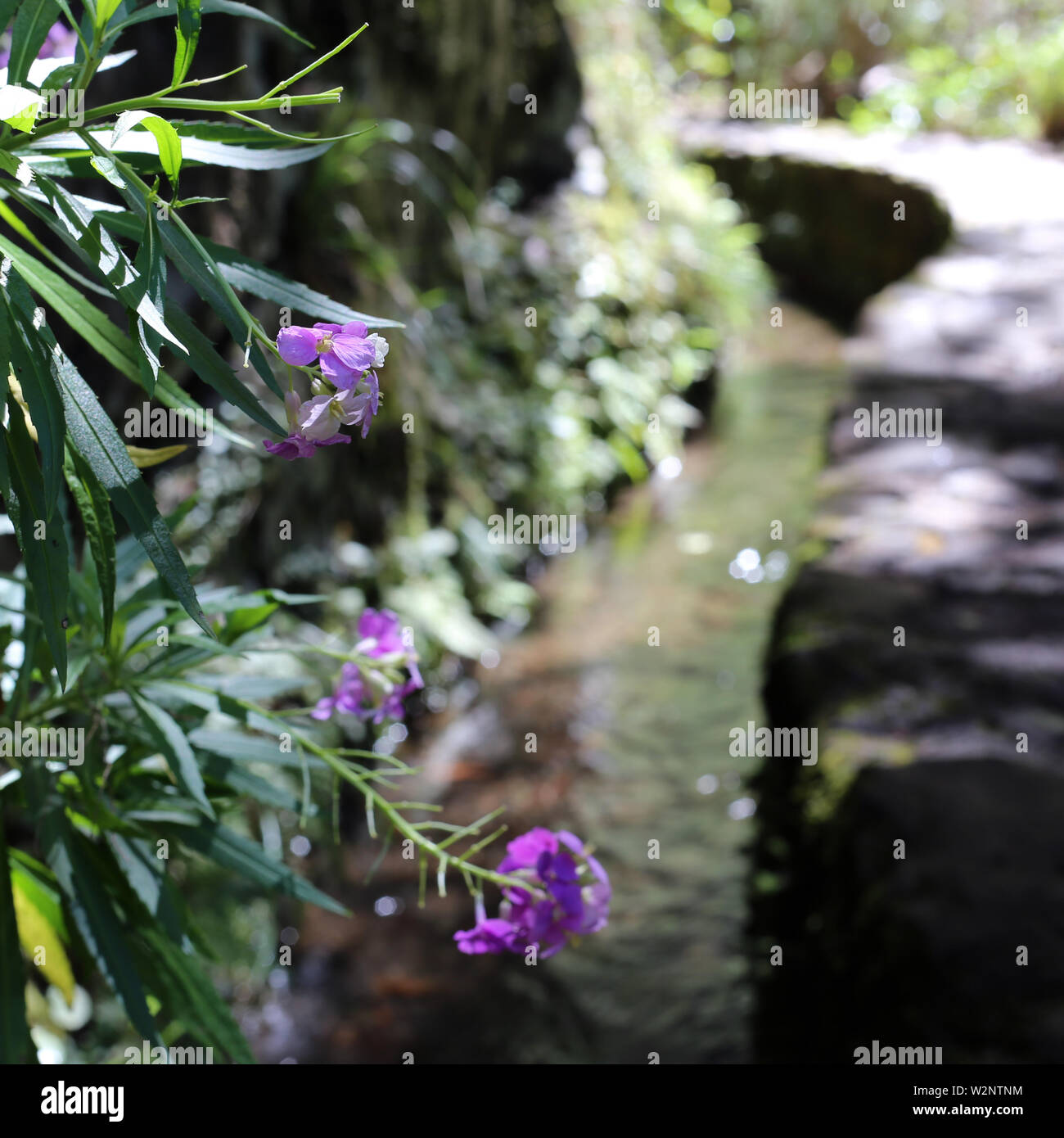 Piccola e bella fiori viola cresce al di sopra di una levada a Madeira, Portogallo. l'acqua che scorre verso il basso la Levada. Immagine a colori. Foto Stock