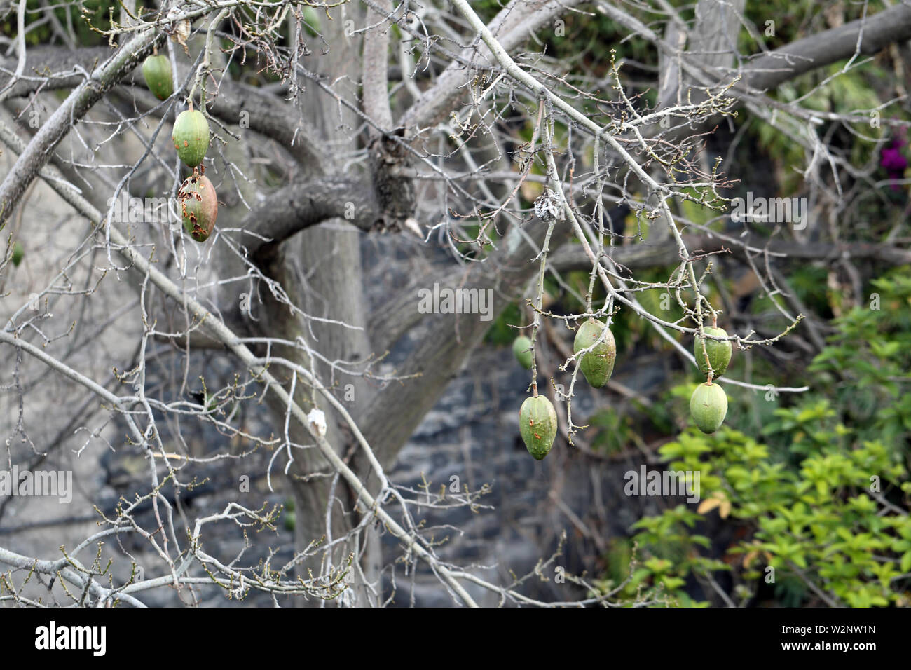 I rami degli alberi con abbondanza di frutti verdi appesi da loro. Fotografato in Isola di Madeira, Portogallo durante una giornata di primavera. Immagine a colori. Foto Stock