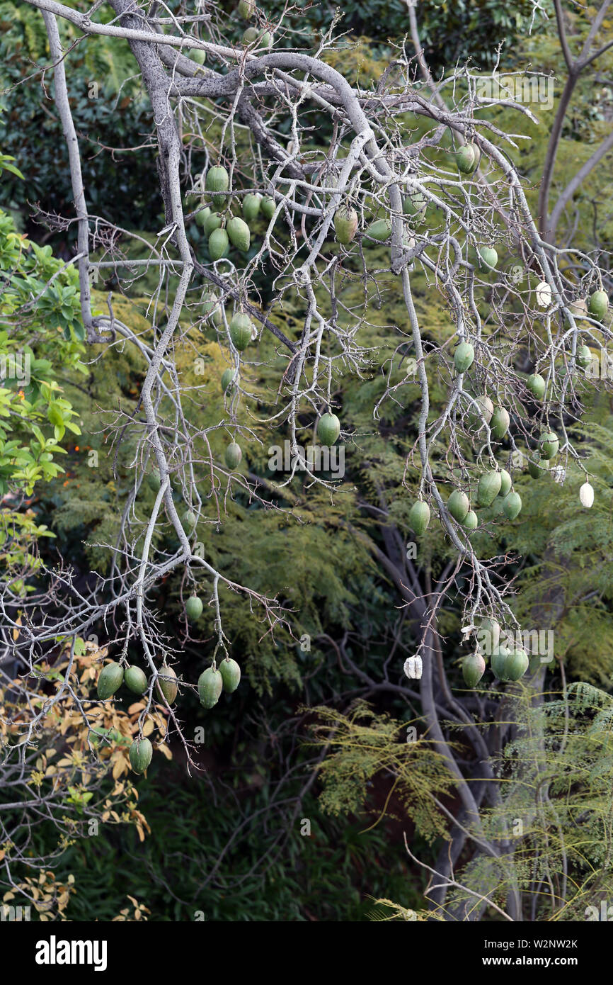 I rami degli alberi con abbondanza di frutti verdi appesi da loro. Fotografato in Isola di Madeira, Portogallo durante una giornata di primavera. Immagine a colori. Foto Stock