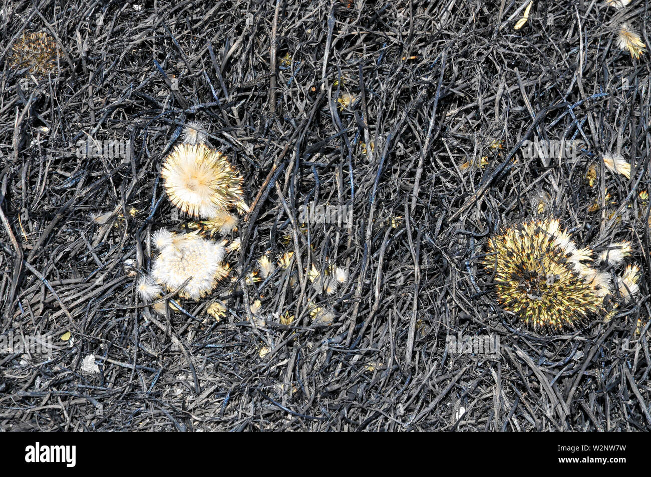 Campo bruciato un fuoco selvaggio demolito un campo agricolo Foto Stock