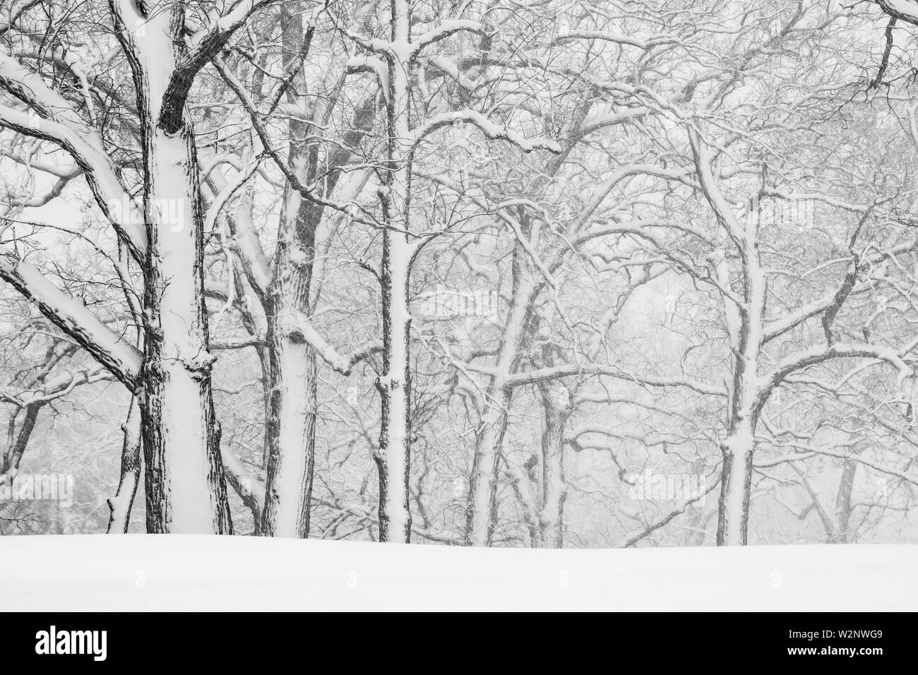 Aprile tempesta di neve, bosco, STATI UNITI D'AMERICA, di Dominique Braud/Dembinsky Foto Assoc Foto Stock