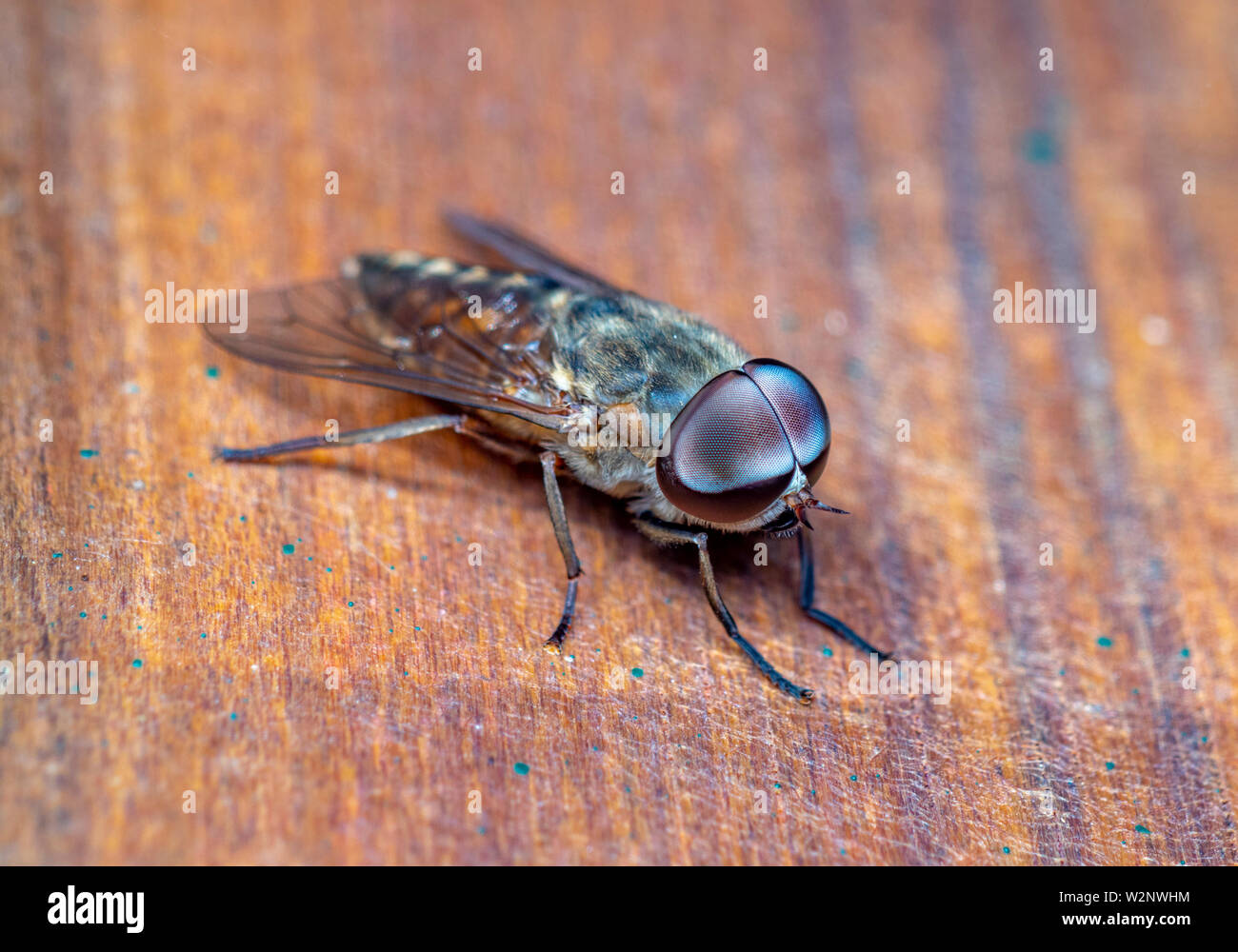 Il fly sono parte di Israels wildlife Foto Stock