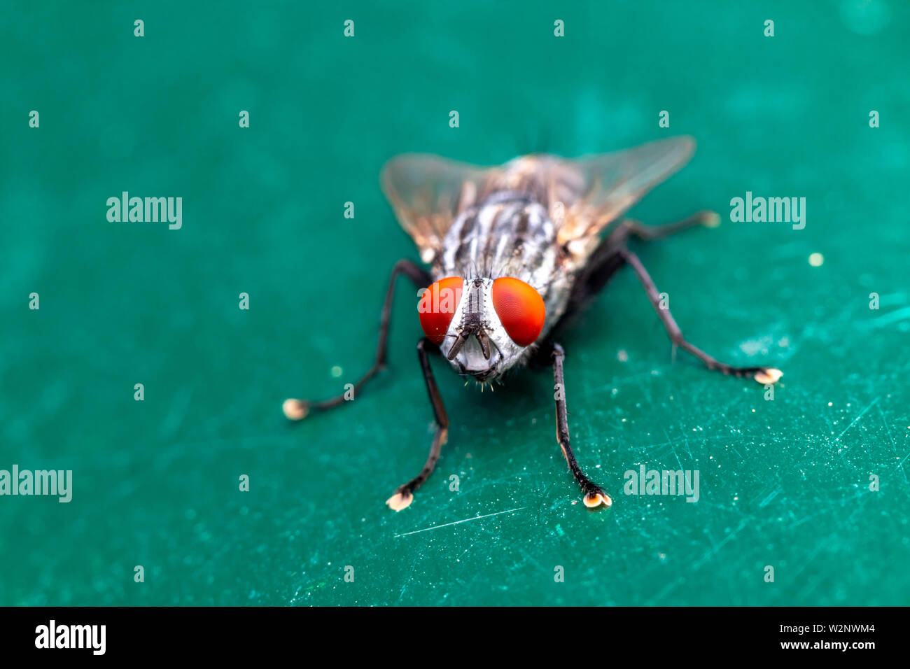 Il fly sono parte di Israels wildlife Foto Stock