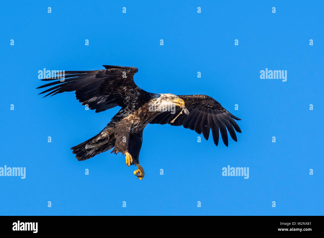 American aquila calva (Haliaeetus leucocephalus), Adulto, Nord America, di Dominique Braud/Dembinsky Foto Assoc Foto Stock