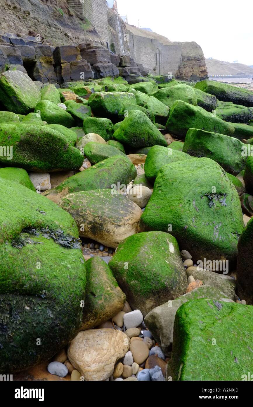 Whitby Inghilterra una passeggiata sulla spiaggia ho notato un lungo tratto di alghe grandi massi coperta.di colore verde e molto fotogenico Foto Stock
