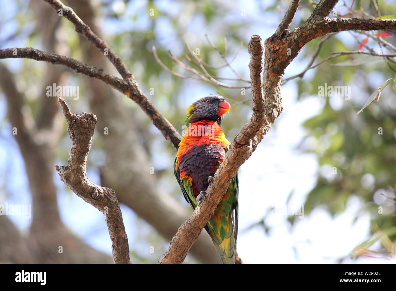 Australian Rainbow Lorikeet arroccato nella struttura ad albero di gomma Foto Stock