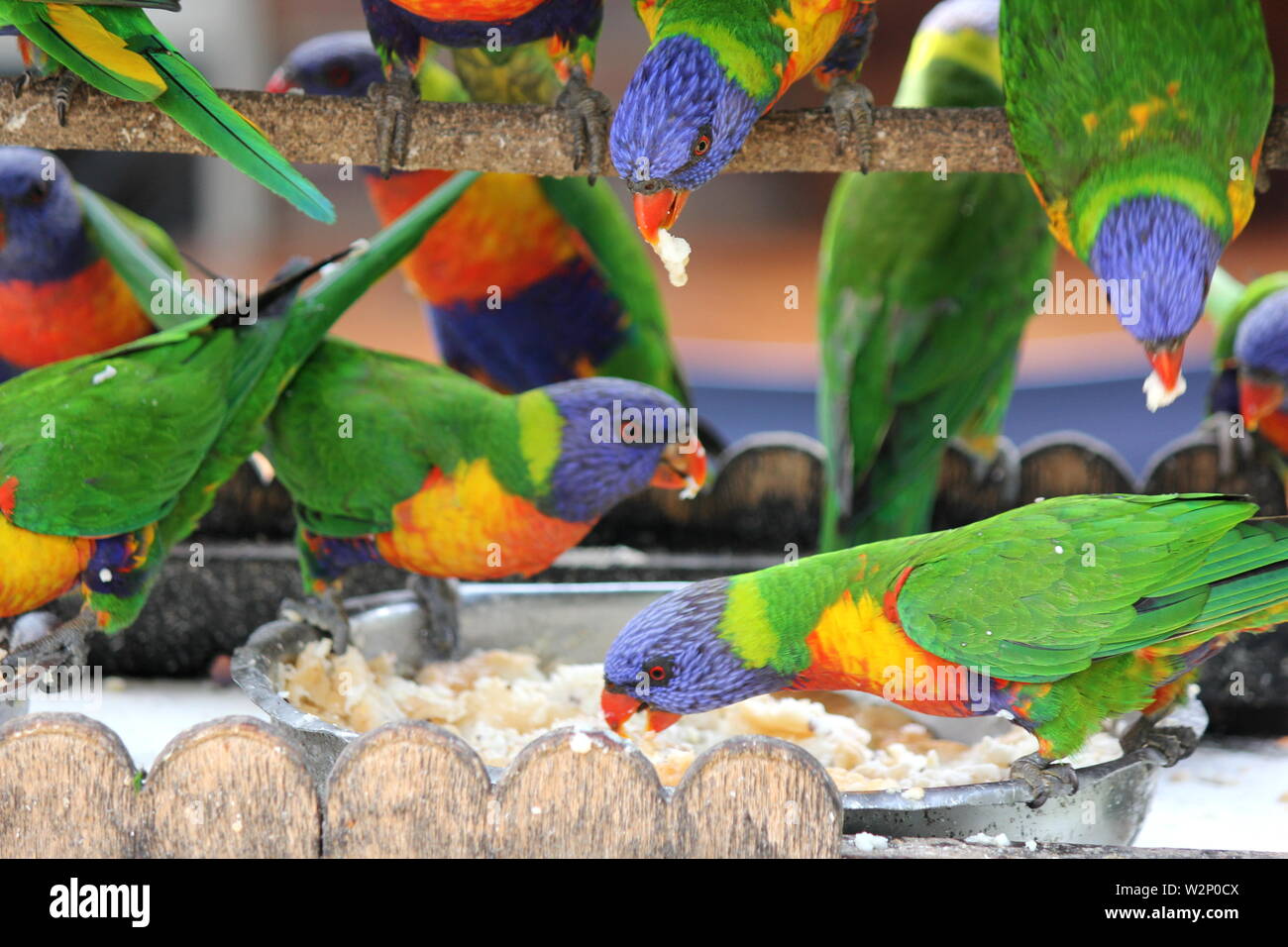 Frenesia Australian Rainbow parrocchetti alimentazione nel giardino sul retro Foto Stock