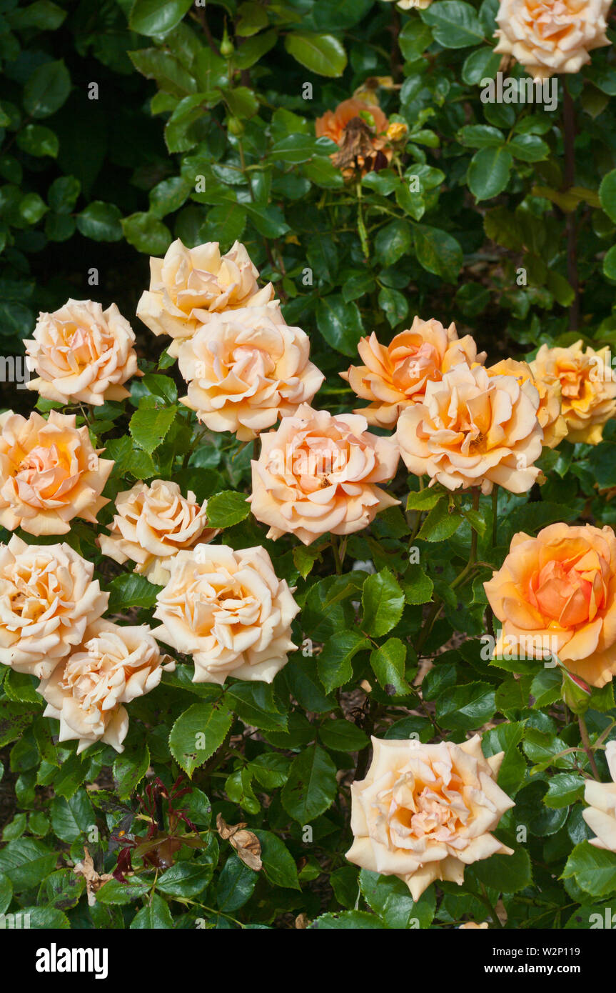 Peach Rose Rosa semplicemente il miglior Macamster Foto Stock