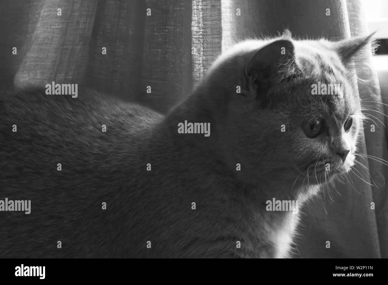 Piccolo gattino si siede sul divano e guarda nella lente della telecamera durante la riproduzione. messa a fuoco selettiva Foto Stock