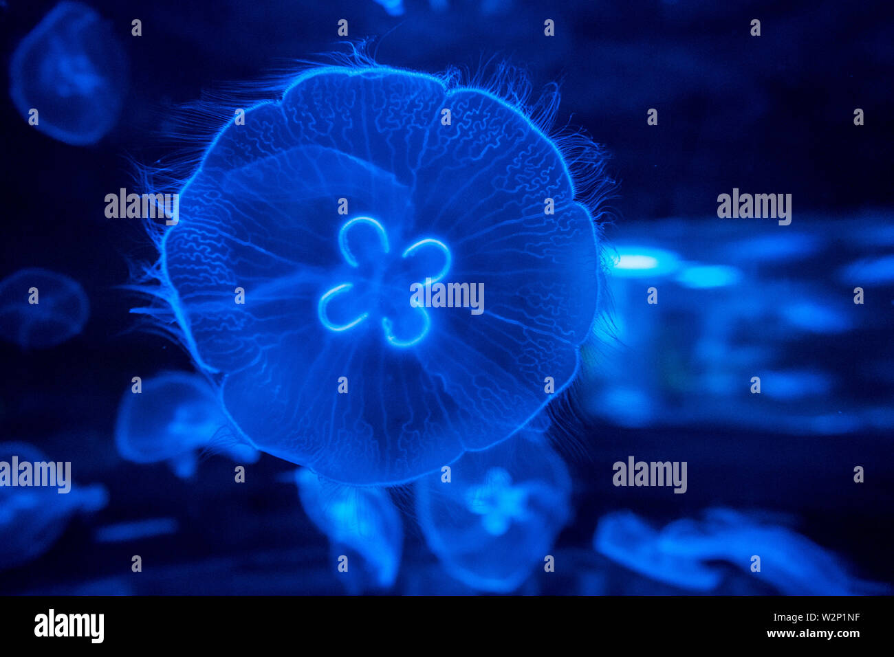 Colorate in blu jelly fish galleggiante in acqua Foto Stock